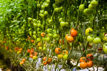 Ripe tomato plant growing in greenhouse