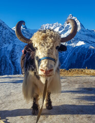 Cute yak on top of a mountain. Dombay, Karachay-Cherkessia, Russia