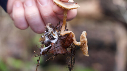 Young man's hand holding fungus and mycelium with debris attached