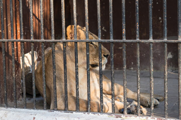 In the zoo