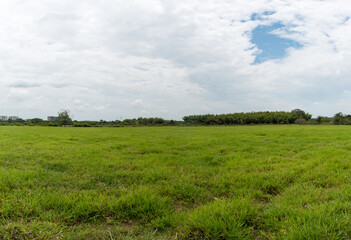 green grass and blue sky