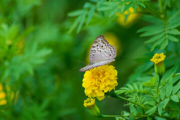 Monarch orange butterfly and bright summer flowers on a background of blue foliage in a fairy garden. Macro artistic image.