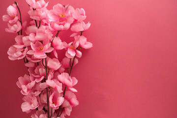 Pink background and pink flowers. One color composition. Flat lay.