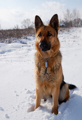 German shepherd dog sits on a snowy field on a sunny winter day.