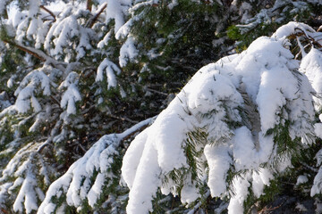 Pine snowy forest on a sunny winter day.