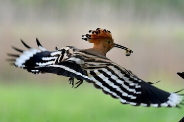 hoopoe © Gyula