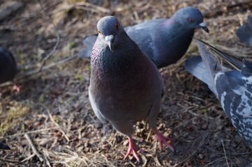 Fototapeta premium pigeon on the ground