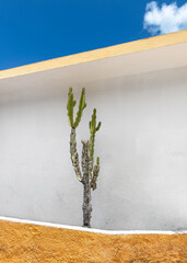 Cactus against a rugged peeling white wall  in a sunny summer day. Minimal plant art. Copy space.
