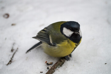 a bird in the snow