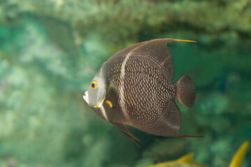 coral fish underwater. selective focus