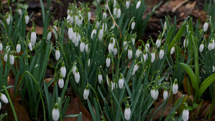 Fototapeta premium Spring background showing full frame of young snowdrops and foliage 