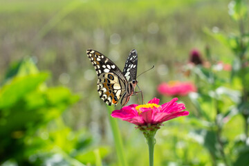 Monarch orange butterfly and bright summer flowers on a background of blue foliage in a fairy garden. Macro artistic image.