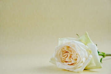 White lovely rose on beige background