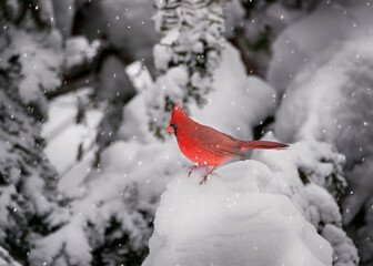 Northern Cardinal in snow