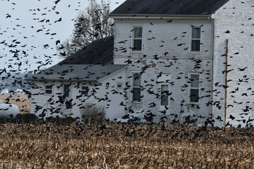 Grackles against a home