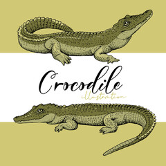 Portrait of a two different crocodiles. Set collection. Hand drawn style print. Vector illustration.