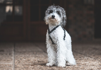 Fototapeta premium Bicolor toy poodle puppy sitting.Front View, Selective Focus, Copy Space. Animals Concept
