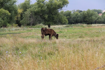 A young dark brown bull grazes in a meadow on the outskirts of the village