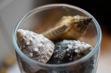 seashells in glass