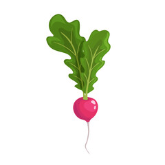 Ripe radish with big leaves. Fresh organic farm food. Salad ingredient. Cartoon style. Vector illustration isolated on white background.