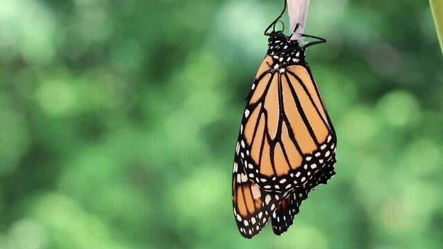 Male Monarch Butterfly, Danaus plexippuson, drying wings on chrysalis opens antennae moves back and forth