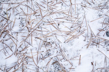 dry grass in the snow