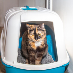 domestic mongrel cat sits on biodegradable paper litter for small animals in the cat litter box