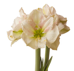 Hippeastrum (amaryllis)   "Princes Claire"   on white backgrounds isolated