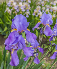 Blooming  irises in   spring. Selective focus