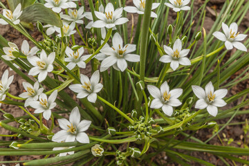 Obraz na płótnie Canvas White flowers ornithogalum, Shallow depth of field