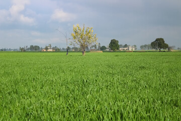 Landscape view of Wheat fields - Agriculture concept.