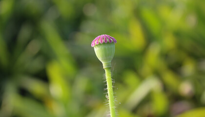 Low angle close-up shot of a beautiful flower bud and blurred green background.
