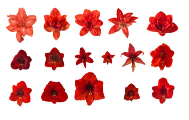 Red Hippeastrum (amarillis) on a white background isolated.