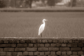 Nostalgia concept - A Heron bird with white glow around its body and paddy fields behind.