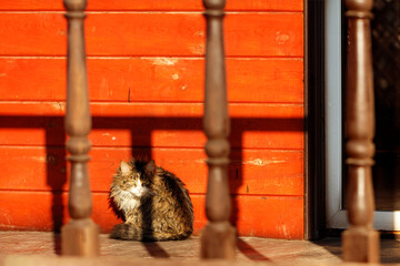 An alert cat sits on the veranda of the house in the bright orange light of the setting sun.