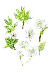 Cherry flowers with branches and leaves. Spring time flowers, primroses. Set of branches with white flowers and green leaves. Watercolor painting, hand drawn flowers.