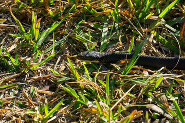 Southern Black Racer (Coluber constrictor ssp. priapus) snake in grass