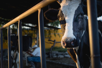 Cow looking at the camera at sunset. in the background there is a cowboy milking