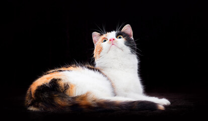 a tricolor cat lies and looks up on a brown bedspread