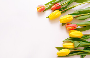 yellow tulips on a white background, space for text top view.
