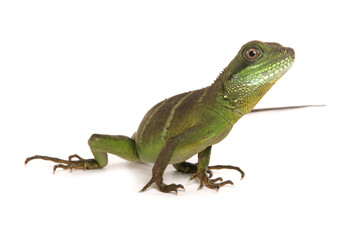 Green Chinese Water dragon