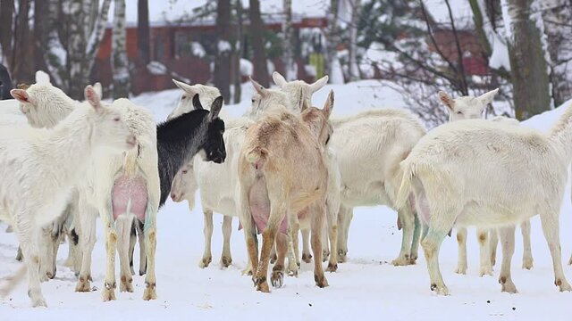 goats graze in a village forest in winter near snow drifts