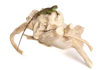 Green Chinese Water dragon