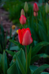 Beautiful red tulips growing in the green garden