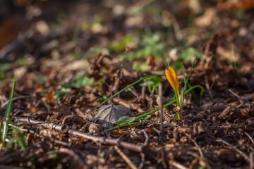 Sprouting crocus and pink cyclamens in spring forest - selective focus
