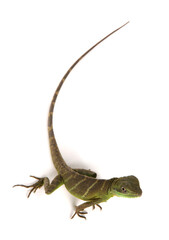 Green Chinese Water dragon