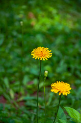 Green grass field with blooming dandelions on a sunny day at Bijambare, Bosnia and Herzegovina