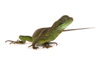 Green Chinese Water dragon