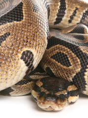 Royal Python