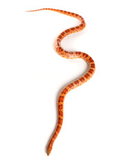 Fototapeta premium Milk Snake